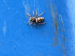 Salticus scenicus