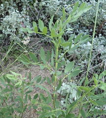 Notobubon laevigatum
