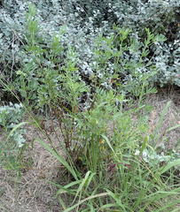 Notobubon laevigatum