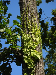 Celastrus flagellaris