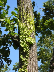 Celastrus flagellaris