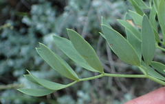 Notobubon laevigatum