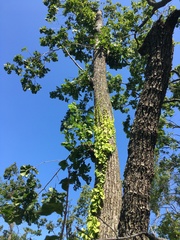 Celastrus flagellaris