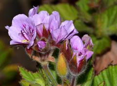 Pelargonium cucullatum cucullatum