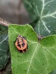 Harmonia axyridis