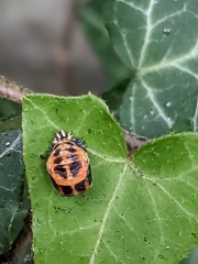 Harmonia axyridis