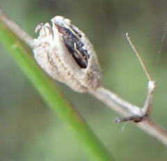 Anginon difforme