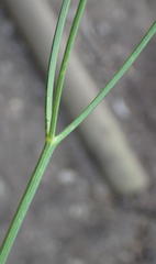 Anginon difforme
