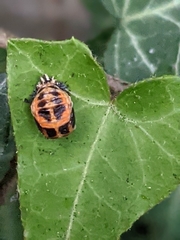 Harmonia axyridis