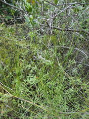 Anginon difforme