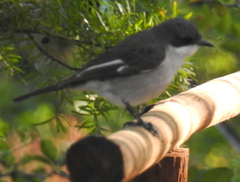 Fiscal Flycatcher photo 5