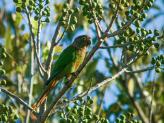 Blaze-Winged Parakeet photo 4