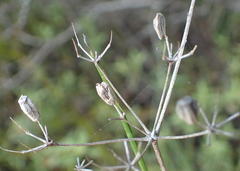 Anginon difforme