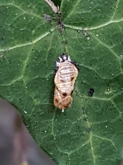 Harmonia axyridis