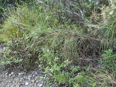 Anginon difforme