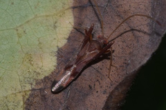 Paraxenetus guttulatus