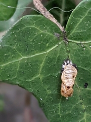 Harmonia axyridis