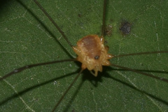 Leiobunum bracchiolum