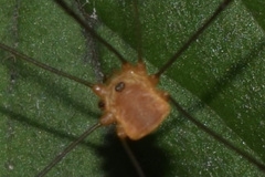 Leiobunum bracchiolum