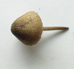 Entoloma flavoviride