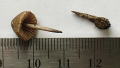 Entoloma flavoviride