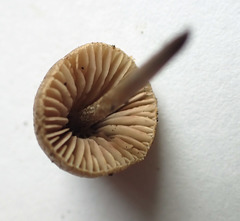 Entoloma flavoviride