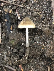 Entoloma flavoviride