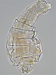 Macrotrachela musculosa