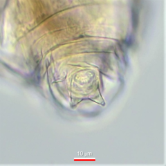 Macrotrachela musculosa