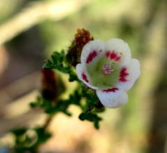 Anisodontea dissecta