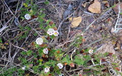 Anisodontea dissecta