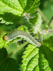 Pachyprotasis antennata