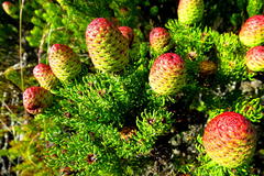 Leucadendron teretifolium