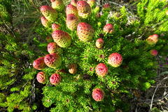 Leucadendron teretifolium