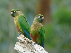Maroon-Bellied Parakeet photo 3