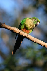 Maroon-Bellied Parakeet photo 5