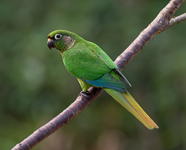 Maroon-Bellied Parakeet