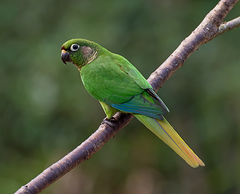 Maroon-Bellied Parakeet photo 1