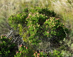 Leucadendron teretifolium