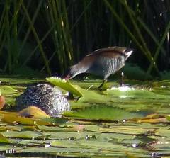 Rallus caerulescens