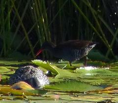 Rallus caerulescens