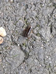 Ectobius sylvestris