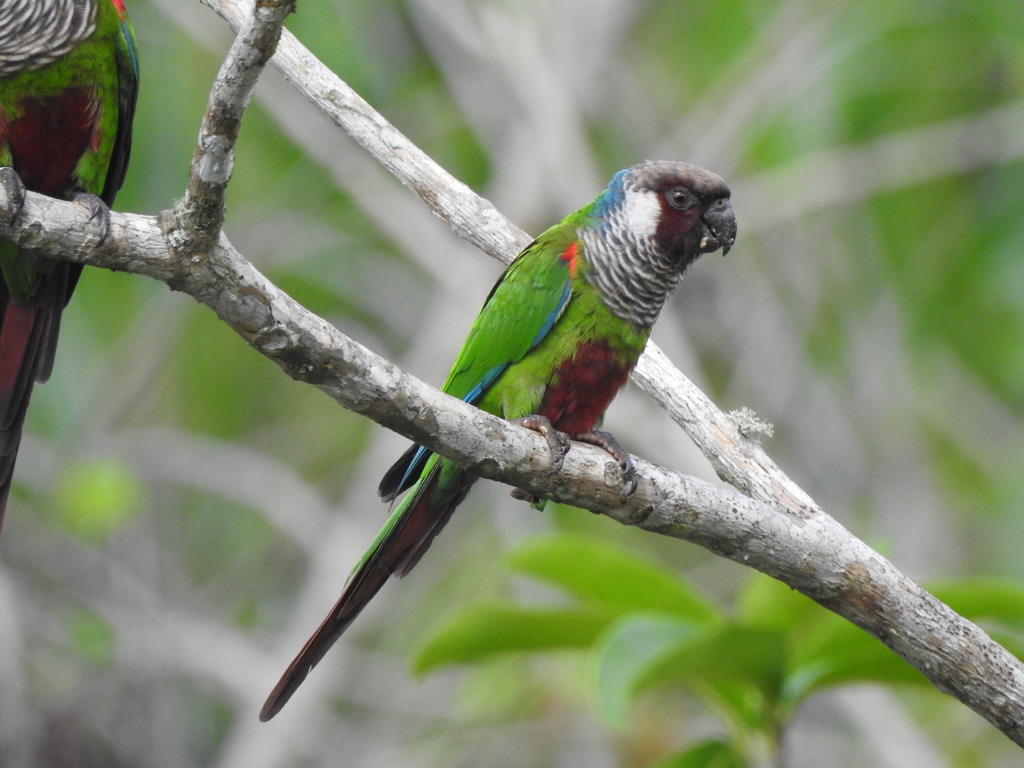 Gray-breasted Parakeet (Pyrrhura griseipectus) photo