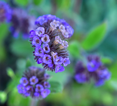 Phacelia brachyantha