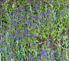 Phacelia brachyantha