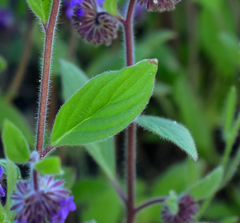 Phacelia brachyantha
