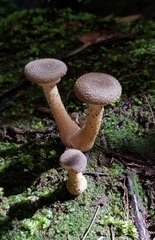 Armillaria novae-zelandiae