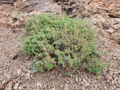 Artemisia santolinifolia