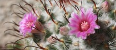 Mammillaria perezdelarosae