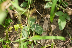 Uraria lagopodioides